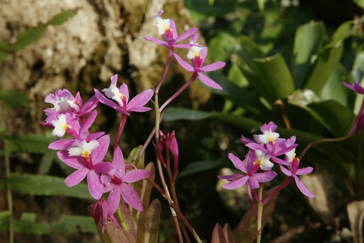 热带兰花