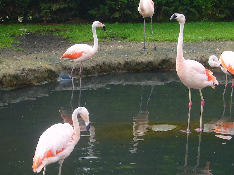 Flamingo Mondo Verde