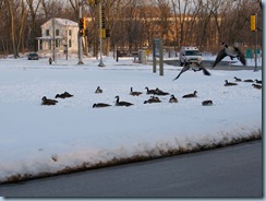 geese by graue mill