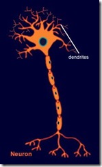 dendrite