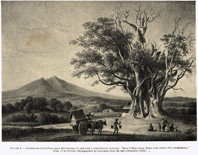kebun raya bogor 1835