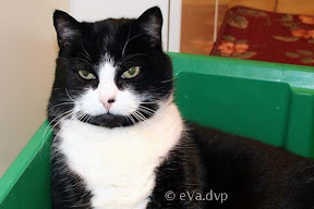 Onze poes in beeld