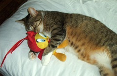 picocat.com_2