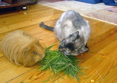 picocat.com_8
