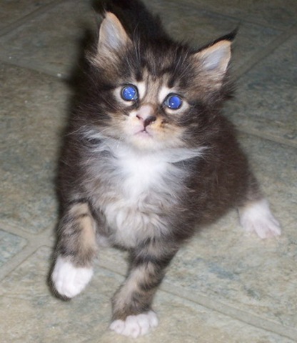 funny cats pics. Funny cat pictures 02