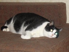 funny_cat_pictures_13