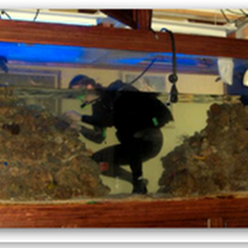 Aquariums in the Doctor's Office - Attorney Chooses Sharks...