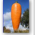 Super carrot to protect against bone diseases