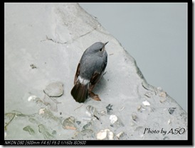 鉛色水鶇(2007-12-15溪畔)0002