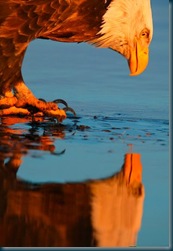 Narcissistic Eagle