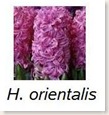 Hyacinth2