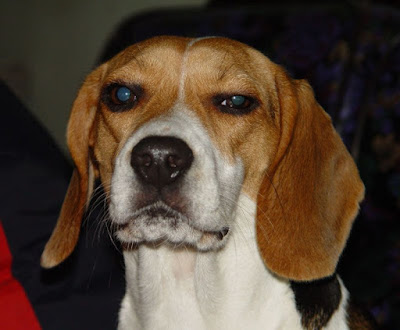 [DOG]豆豆一歲囉！可愛寫真大公開！ - 阿祥的網路筆記本