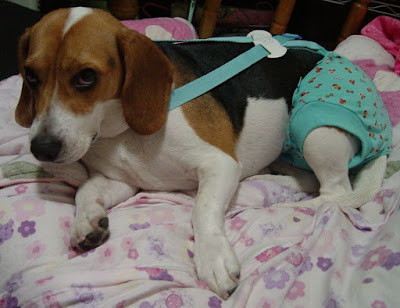 [DOG]豆豆一歲囉！可愛寫真大公開！ - 阿祥的網路筆記本