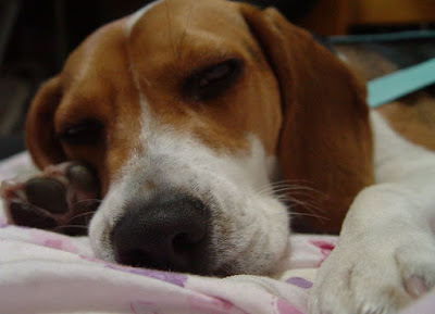 [DOG]豆豆一歲囉！可愛寫真大公開！ - 阿祥的網路筆記本