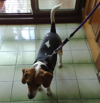 [DOG]送豆豆去動物醫院了…等待中！ - 阿祥的網路筆記本