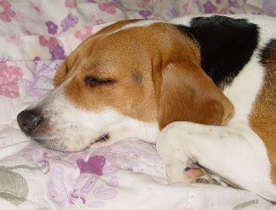 [DOG]豆豆結紮手術順利完成…休養中！ - 阿祥的網路筆記本