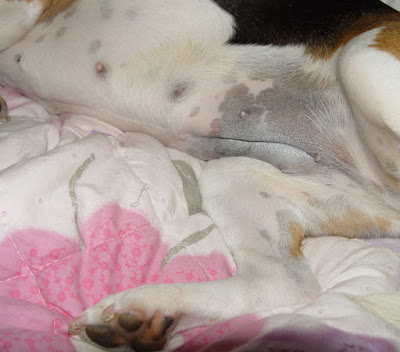 [DOG]豆豆結紮手術順利完成…休養中！ - 阿祥的網路筆記本