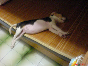 [DOG]第四週的豆豆生活紀實！ - 阿祥的網路筆記本