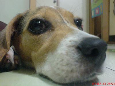 [DOG]豆豆小日記 & 認養流浪狗需知！ - 阿祥的網路筆記本