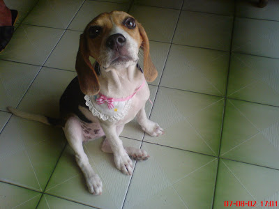 [DOG]豆豆小週記：目前恢復率70%！ - 阿祥的網路筆記本