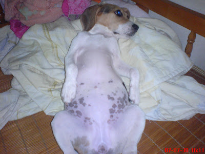 [DOG]豆豆小週記：目前恢復率70%！ - 阿祥的網路筆記本