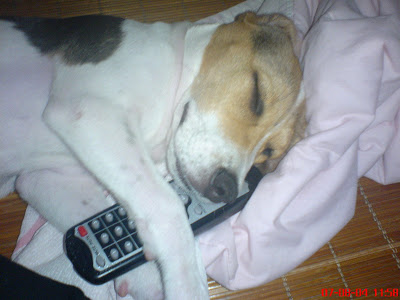 [DOG]搖控器是豆豆的好朋友！ - 阿祥的網路筆記本