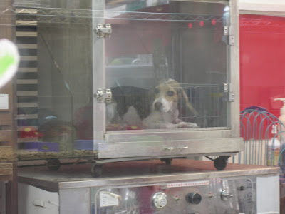 [DOG]豆豆洗澡記實！ - 阿祥的網路筆記本