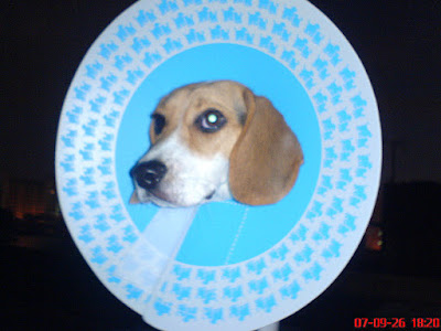 [DOG]可憐豆豆戴頭套…路都不會走啦！ - 阿祥的網路筆記本