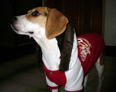 [DOG]天氣冷了…豆豆添新裝！ - 阿祥的網路筆記本