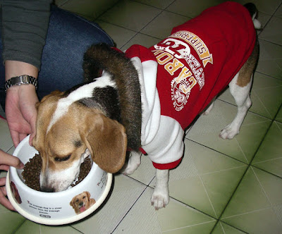 [DOG]天氣冷了…豆豆添新裝！ - 阿祥的網路筆記本