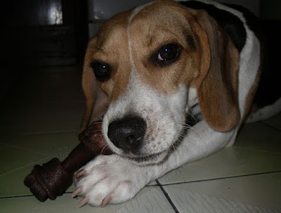 [DOG]雜牌牛皮骨讓豆豆抓狂！ - 阿祥的網路筆記本