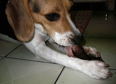 [DOG]雜牌牛皮骨讓豆豆抓狂！ - 阿祥的網路筆記本