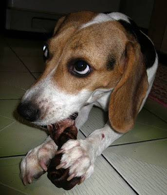 [DOG]雜牌牛皮骨讓豆豆抓狂！ - 阿祥的網路筆記本