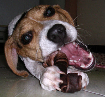 [DOG]雜牌牛皮骨讓豆豆抓狂！ - 阿祥的網路筆記本