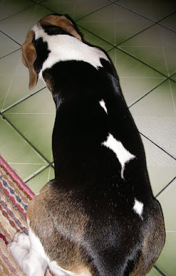 [DOG]雜牌牛皮骨讓豆豆抓狂！ - 阿祥的網路筆記本