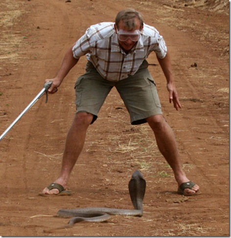 world's longest spitting cobra naja ashei picture1