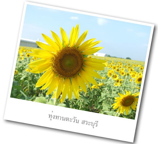 My Album