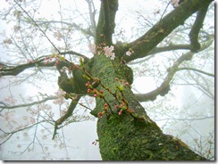 DSCF1586