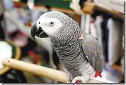 Alex, the African Grey parrot