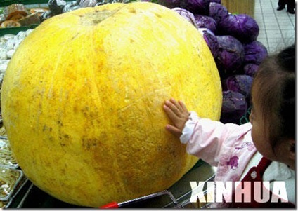 Giant space-bred pumpkin