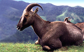 2 lying goats, nilgiri thar