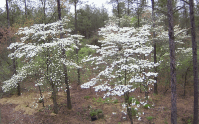 dogwood trees in bloom