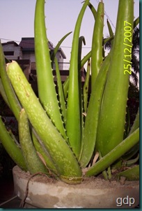 aloe vera 2