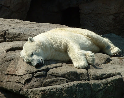 North Carolina Zoo Puts Polar Bear Down