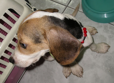 [生活]認養了3個月大的米格魯… - 阿祥的網路筆記本