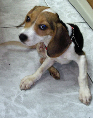 [生活]認養了3個月大的米格魯… - 阿祥的網路筆記本