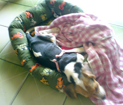 [DOG]豆豆一週大事紀！ - 阿祥的網路筆記本