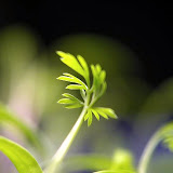  Macro