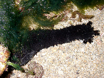 Black sea cucumber, Holothuria leucospilota