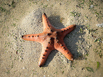 Knobbly sea star, Protoreaster nodosus